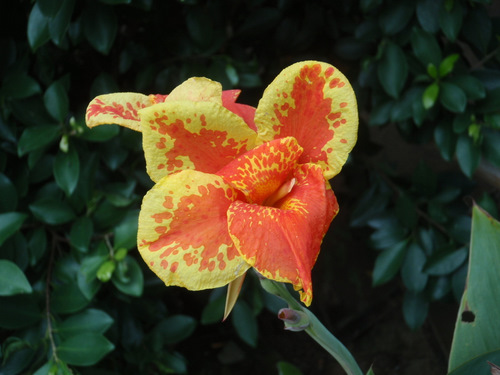 Garden Flower.